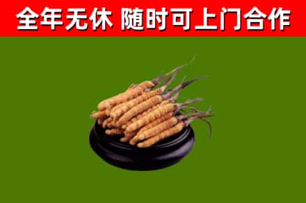 鹿城回收散虫草