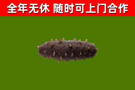 鹿城回收海参干